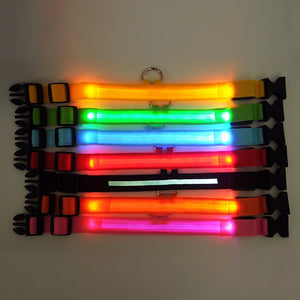 LED collar